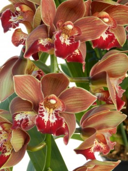Cymbidium Dark Freak 'Mud in the Eye'