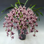 Carica l'immagine nel visualizzatore Galleria, Cymbidium Devon Wine 'Million Veil'