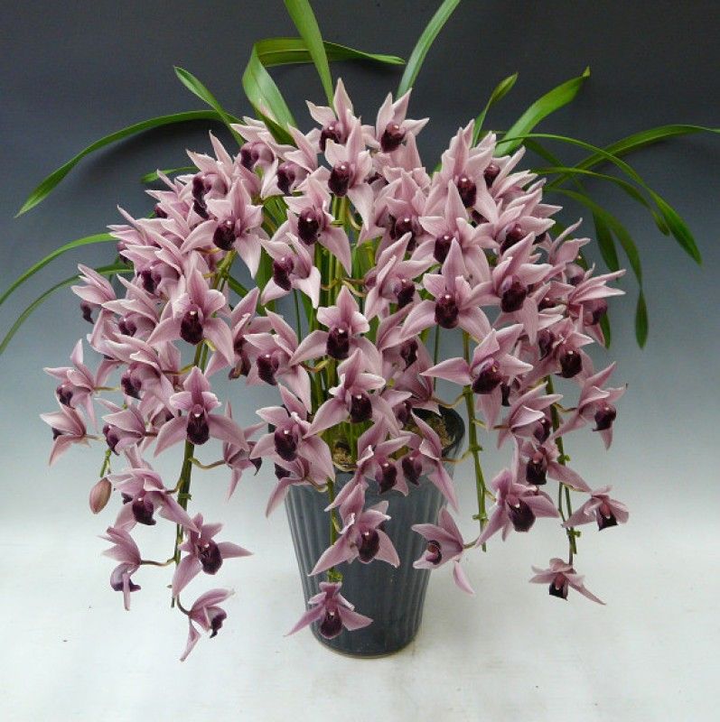 Cymbidium Devon Wine 'Million Veil'