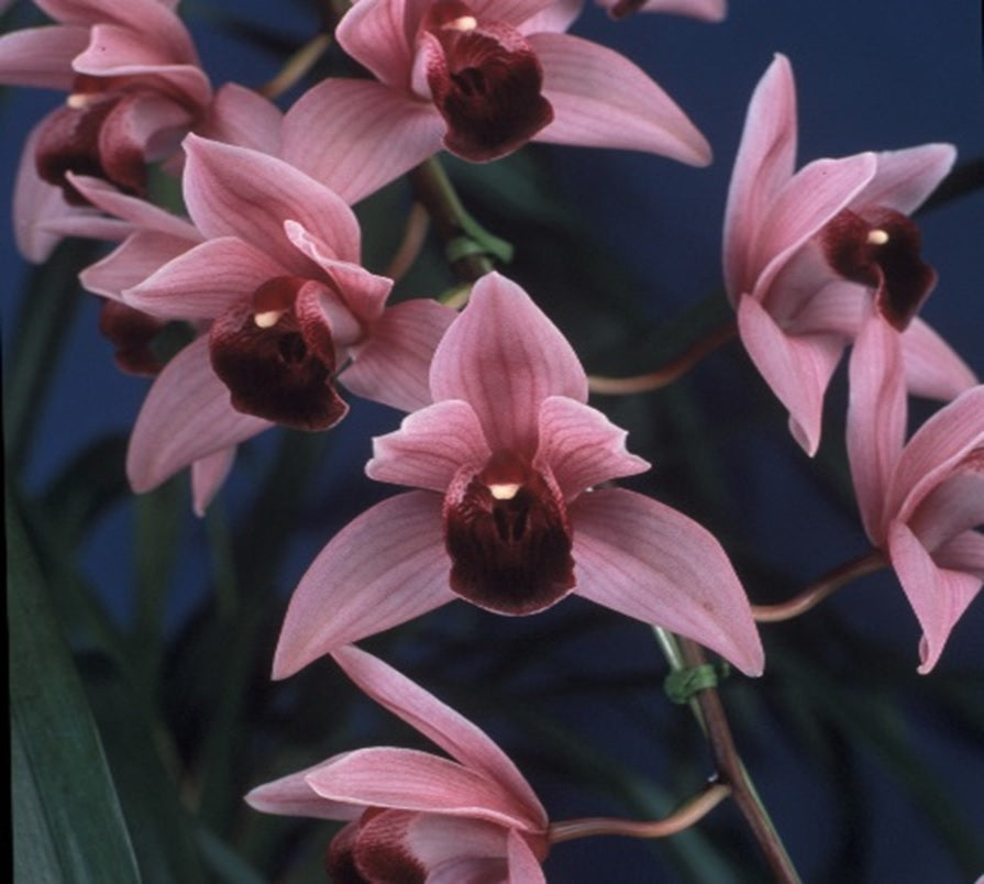 Cymbidium Devon Wine 'Million Veil'