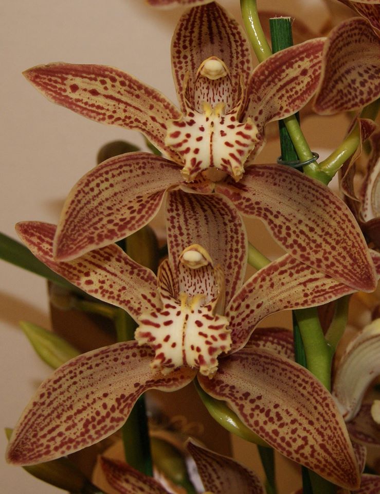 Cymbidium Enzan Knuckle 'Paulista'