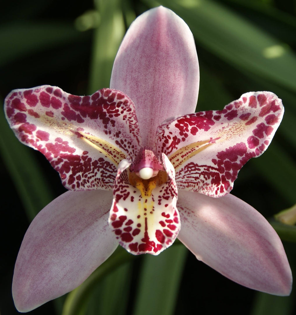 Cymbidium Flamingo 'Peachlet Ilona'