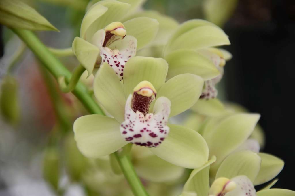 Cymbidium Cascade 'Harwin'