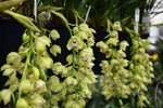 Carica l'immagine nel visualizzatore Galleria, Cymbidium Cascade 'Harwin'