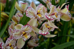 Carica l'immagine nel visualizzatore Galleria, Cymbidium Italy Spot Trilip - Peloric