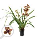 Load image into Gallery viewer, Cymbidium Los Angeles