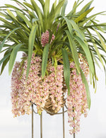 Load image into Gallery viewer, Cymbidium Mary Green "Springwind"