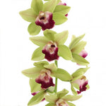 Load image into Gallery viewer, Cymbidium Pearl Dawson 'Procyon'