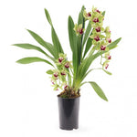 Load image into Gallery viewer, Cymbidium Pearl Dawson 'Procyon'