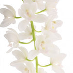 Load image into Gallery viewer, Cymbidium Sarah Jean 'Ice Cascade'