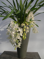 Load image into Gallery viewer, Cymbidium Sarah Jean 'Ice Cascade'