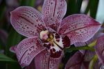 Load image into Gallery viewer, Cymbidium Spotted Leopard 'Royale'