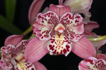Carica l'immagine nel visualizzatore Galleria, Cymbidium Strathdon 'Cooksbridge Fantasy' - Peloric