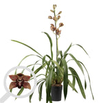 Load image into Gallery viewer, Cymbidium Vienna Flor