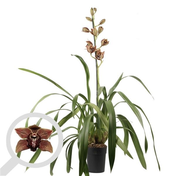 Cymbidium Vienna Flor