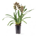 Load image into Gallery viewer, Cymbidium Vogel's Magic