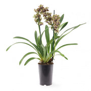 Cymbidium Vogel`s Magic
