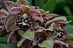 Load image into Gallery viewer, Cymbidium Vogel's Magic