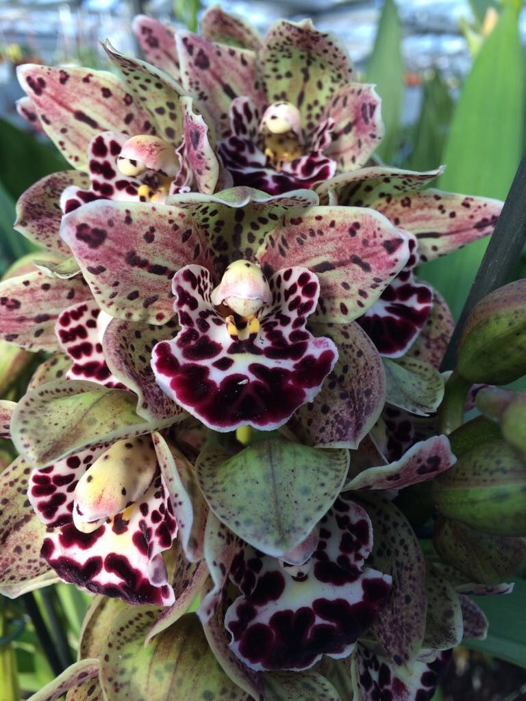 Cymbidium Vogel's Magic