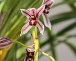 Carica l'immagine nel visualizzatore Galleria, Cymbidium dayanum