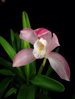 Load image into Gallery viewer, Cymbidium wadae