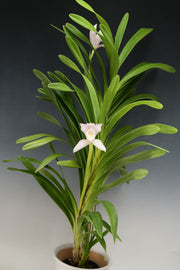Cymbidium wadae