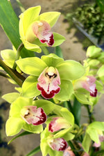 Carica l&#39;immagine nel visualizzatore Galleria, Cymbidium Grinch
