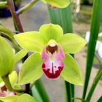 Carica l&#39;immagine nel visualizzatore Galleria, Cymbidium Grinch
