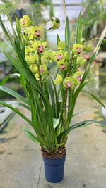 Carica l&#39;immagine nel visualizzatore Galleria, Cymbidium Grinch
