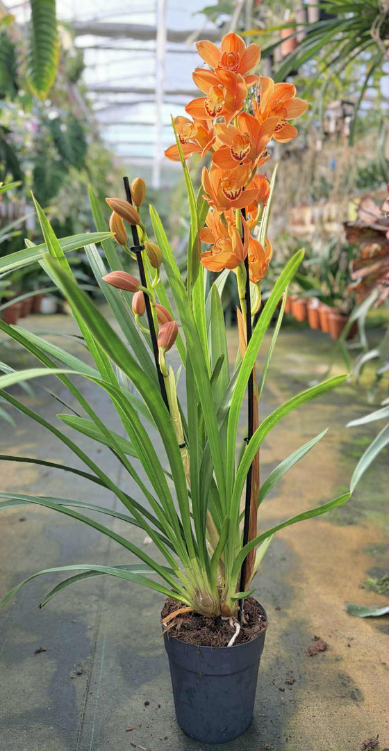 Cymbidium Warm Orange