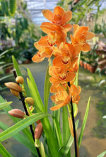 Carica l'immagine nel visualizzatore Galleria, Cymbidium Warm Orange