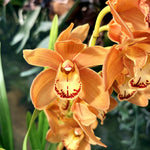 Carica l'immagine nel visualizzatore Galleria, Cymbidium Warm Orange