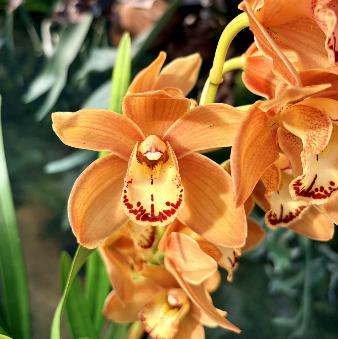 Cymbidium Warm Orange