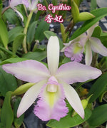 Carica l&#39;immagine nel visualizzatore Galleria, Brassocattleya Cynthia (B. digbyana x C. walkeriana)
