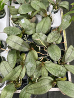 Load image into Gallery viewer, Phalaenopsis Bronze Maiden (schilleriana x mannii 'Black' ) 'Venus Perfume'