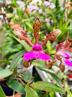 Carica l'immagine nel visualizzatore Galleria, Cattleya pantherina 'Red'
