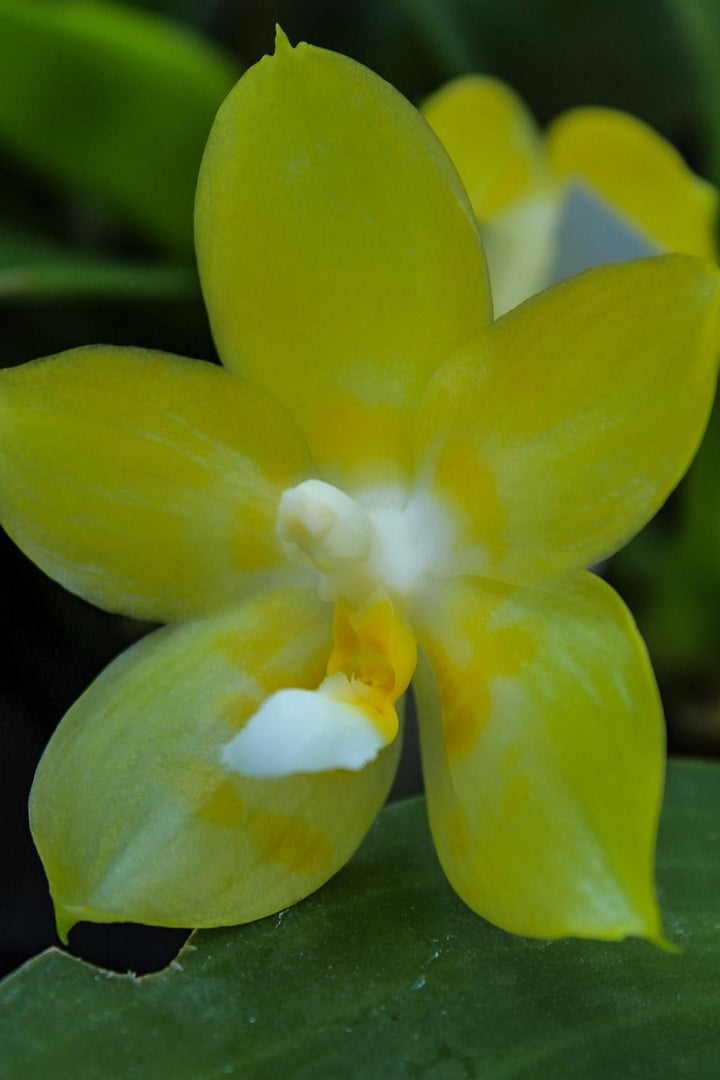 Phalaenopsis Yaphon Christmas '860'