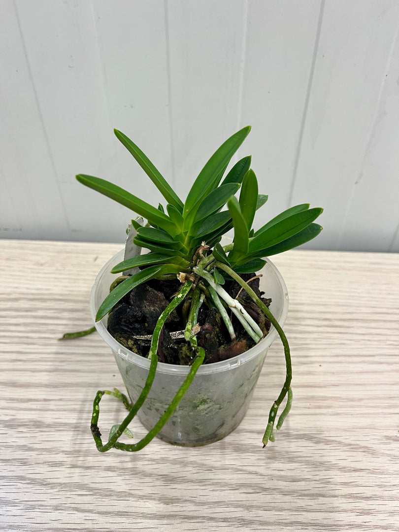 Neofinetia falcata 'Hwangok' 황옥 黃玉 - BIG
