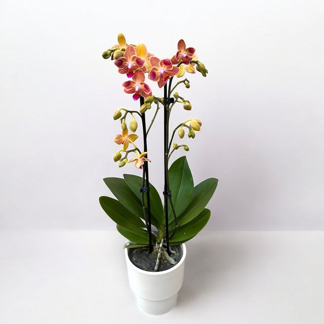 Phalaenopsis Chingruey's Goldstaff - Pelórica
