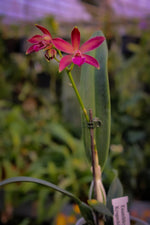 Carica l'immagine nel visualizzatore Galleria, Enanthleya Jairak Kyogu (Guaricyclia Kyoguchi x Cattleya Thospol Spot)