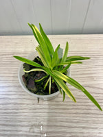 Chargez l'image dans la visionneuse de galerie, Neofinetia falcata 'Hanagoromo' 花衣 - BIG