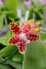 Carica l'immagine nel visualizzatore Galleria, Phalaenopsis Tetrasambo (Phal. amboinensis x Phal. tetraspis)