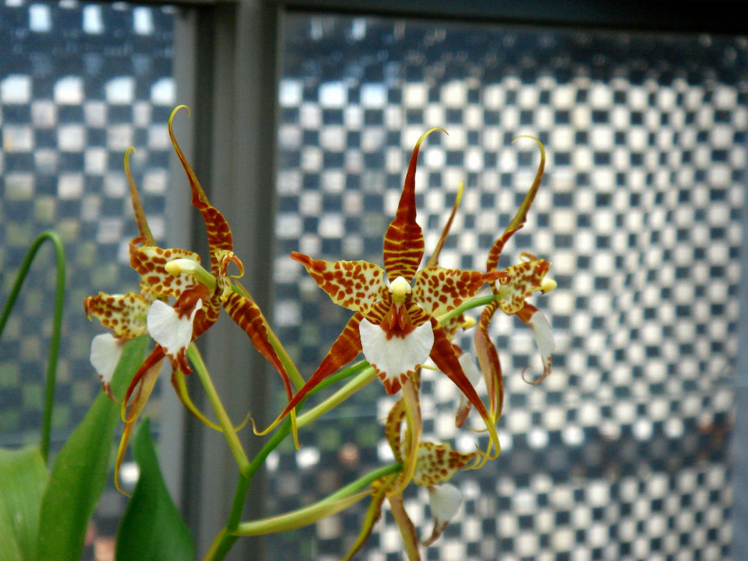Rhynchostele cordata (syn. Lemboglossum cordatum)