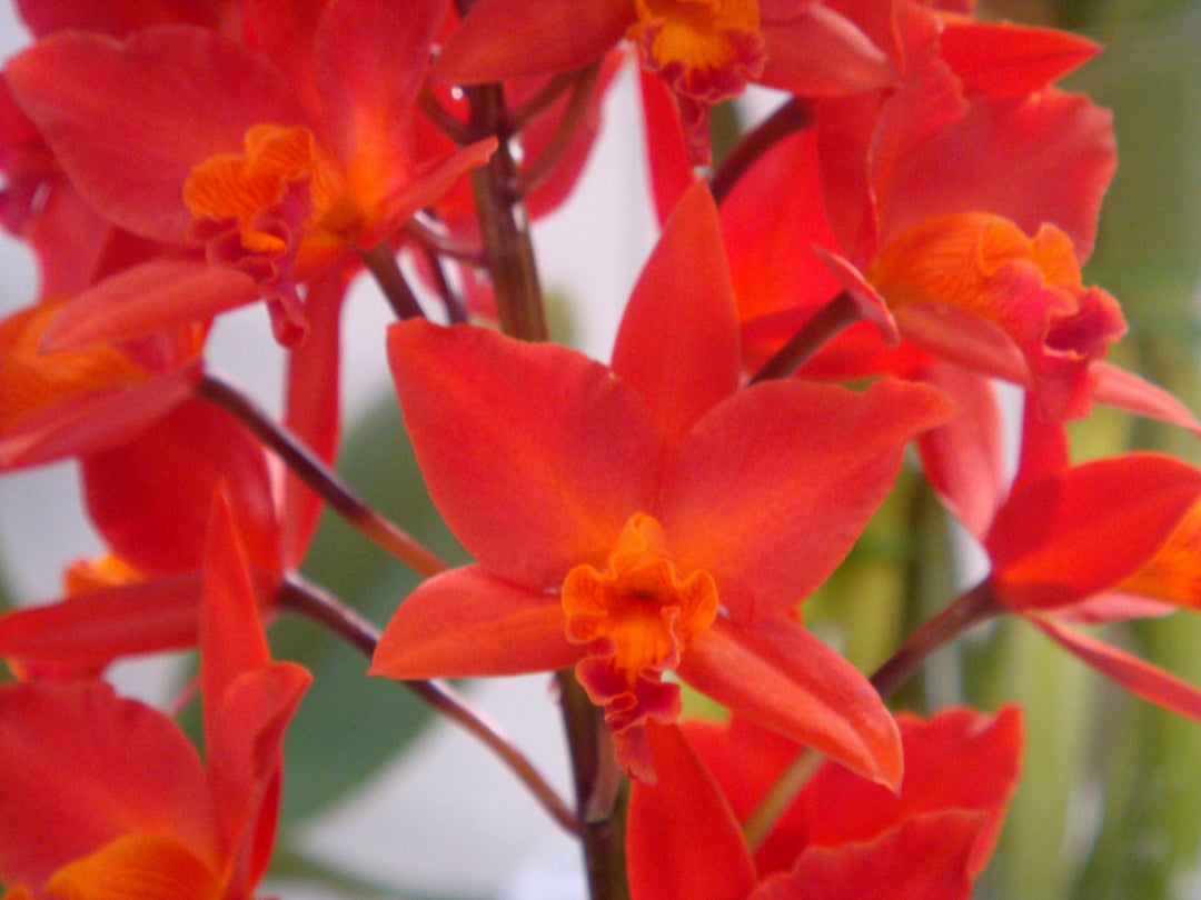 Potinara Shinfong Dawn 'Rich Everyday'