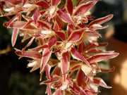 Macradenia multiflora