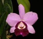 Carica l&#39;immagine nel visualizzatore Galleria, Cattleya Aloha Case x L. dayana
