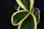 Load image into Gallery viewer, Phalaenopsis Sogo Vivien 'SOGO F858' (variegated)