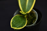 Carica l'immagine nel visualizzatore Galleria, Phalaenopsis Sogo Yenlin 'Coffee' (Sogo Vivien x Sogo Berry) Variegata