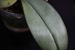 Load image into Gallery viewer, Phalaenopsis Bronze Maiden (schilleriana x mannii 'Black' ) 'Venus Perfume'