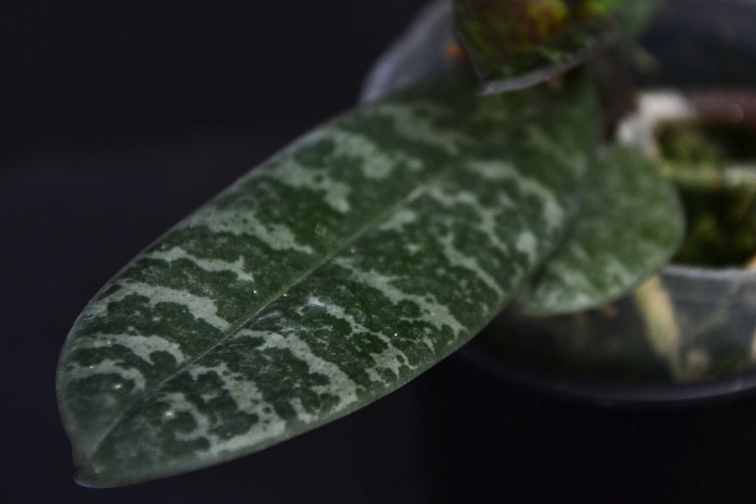 Phalaenopsis philippinensis